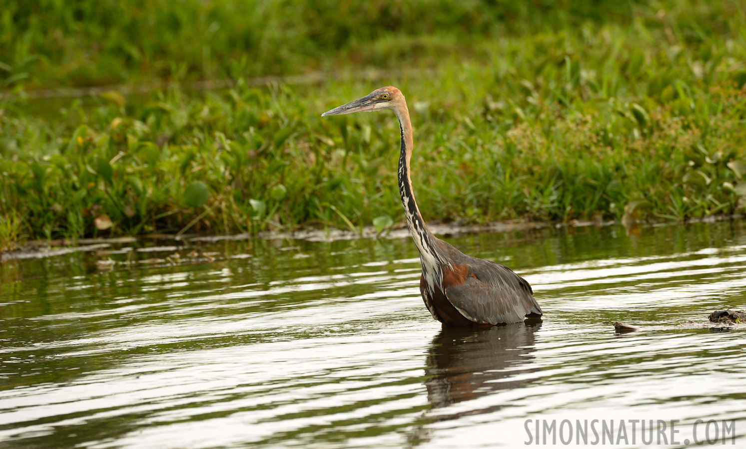 Ardea goliath [400 mm, 1/640 sec at f / 7.1, ISO 800]